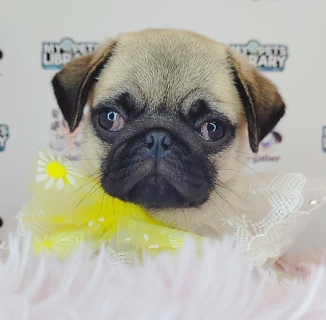 Pug 巴哥