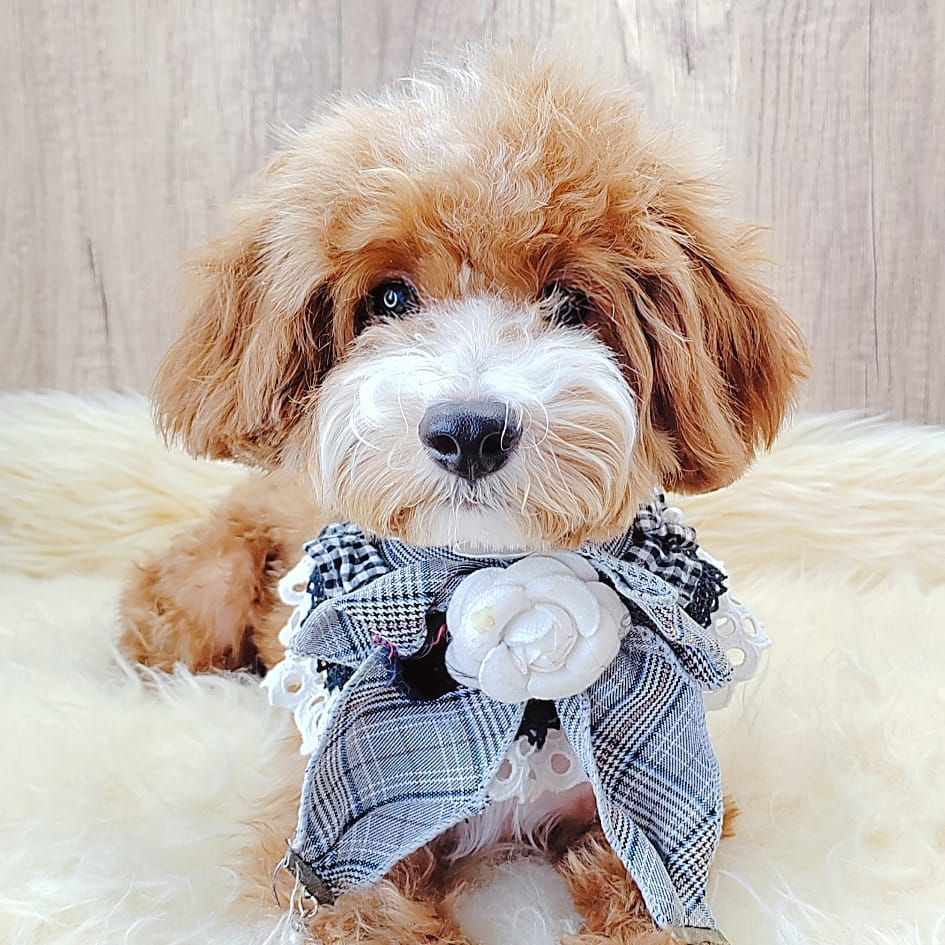 Maltipoo 马尔泰迪