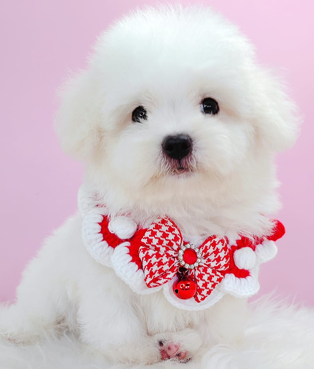 Bichon Frise 比熊