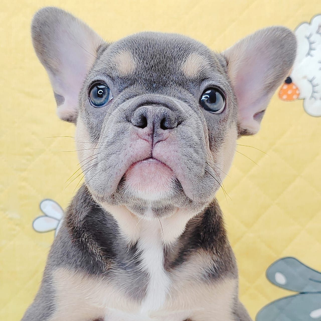French Bulldog 法斗