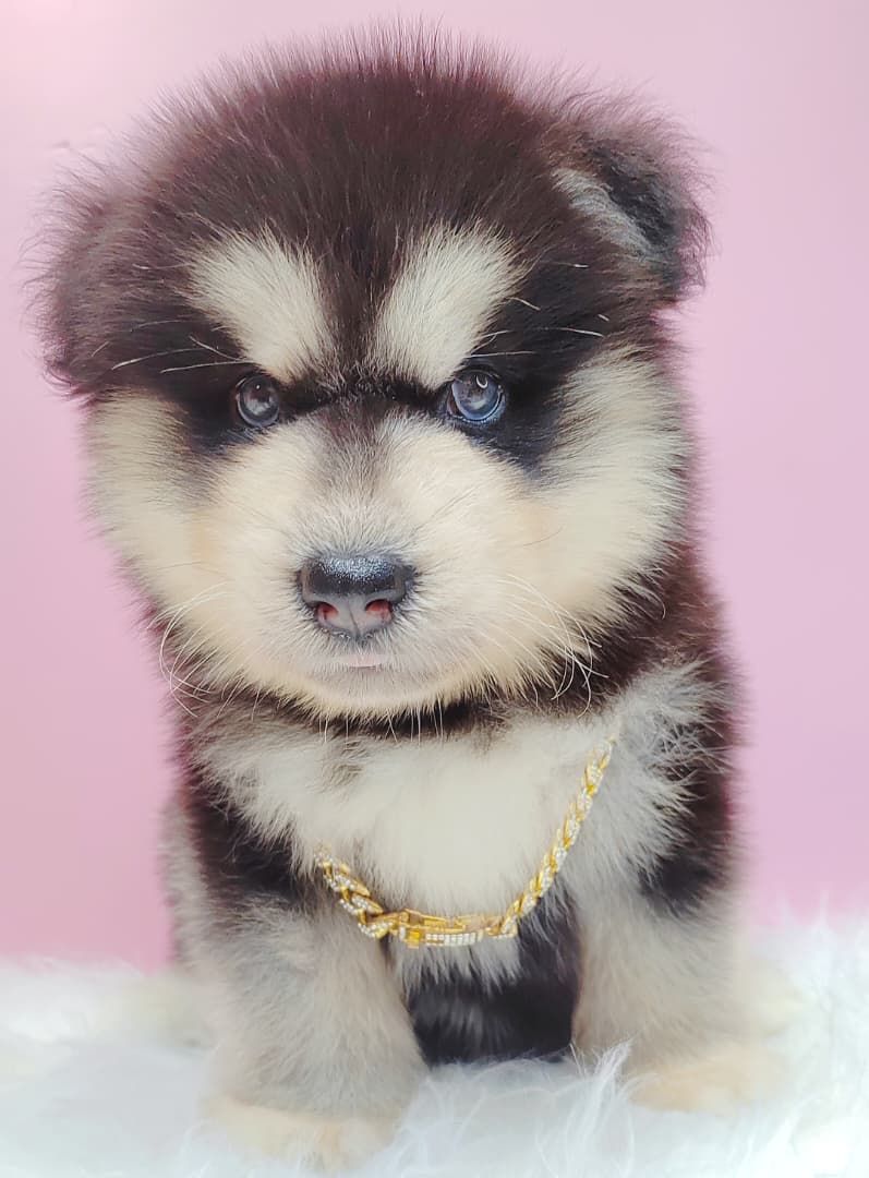 Alaskan Malamute 长毛哈士奇加阿拉斯加