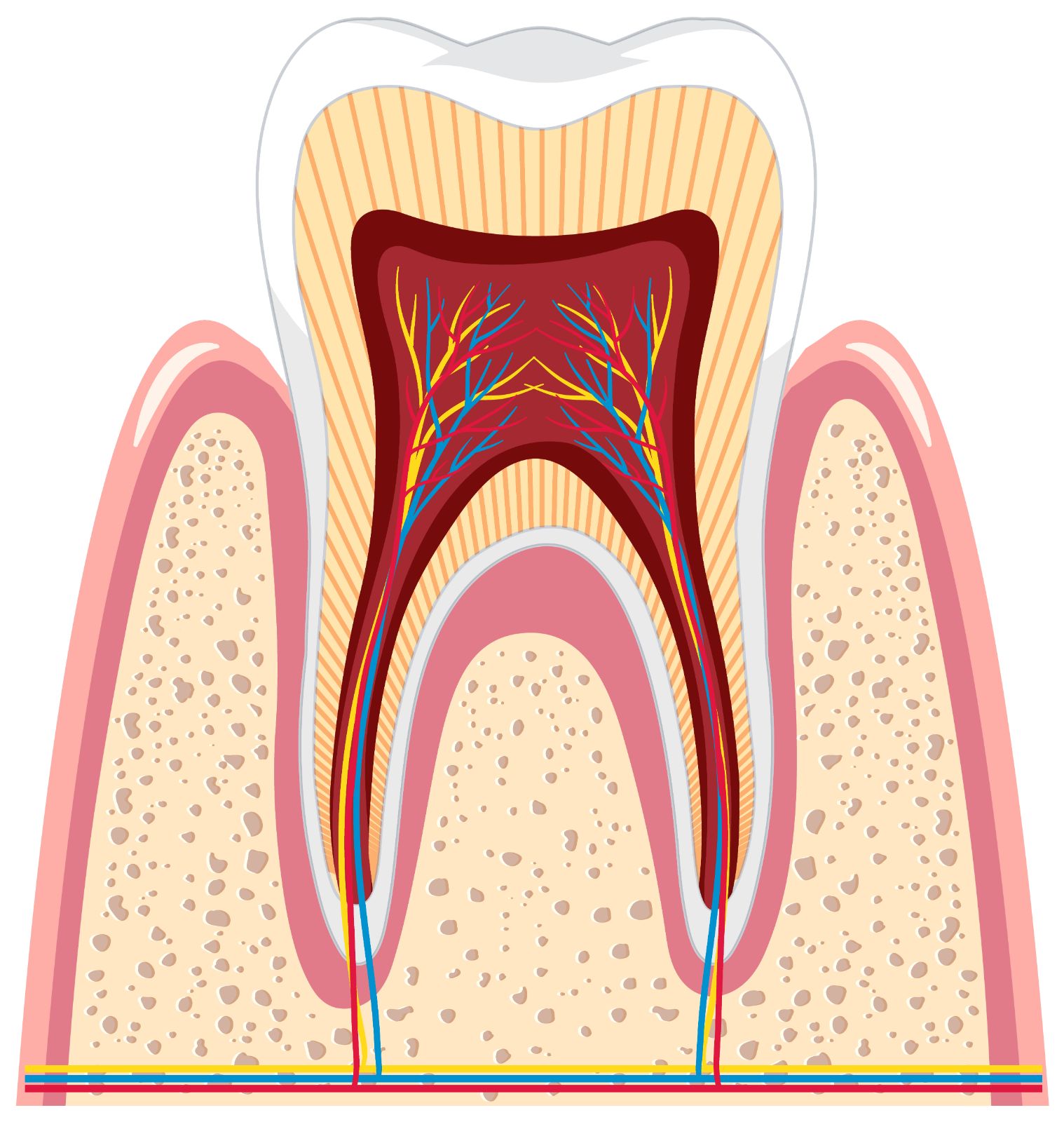 Root Canal Treatment (Endodontics)