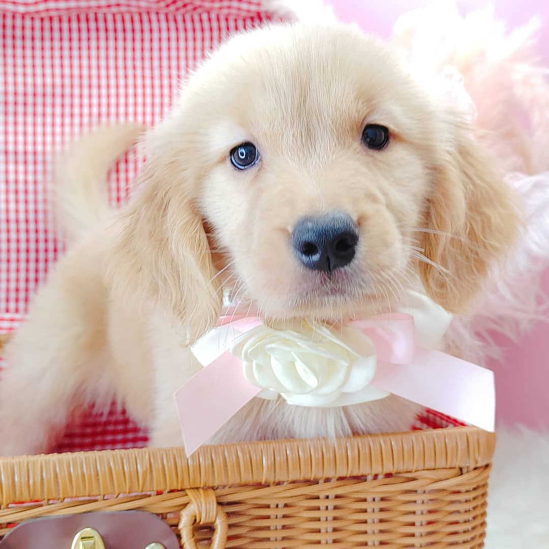Golden Retriever 黄金猎犬