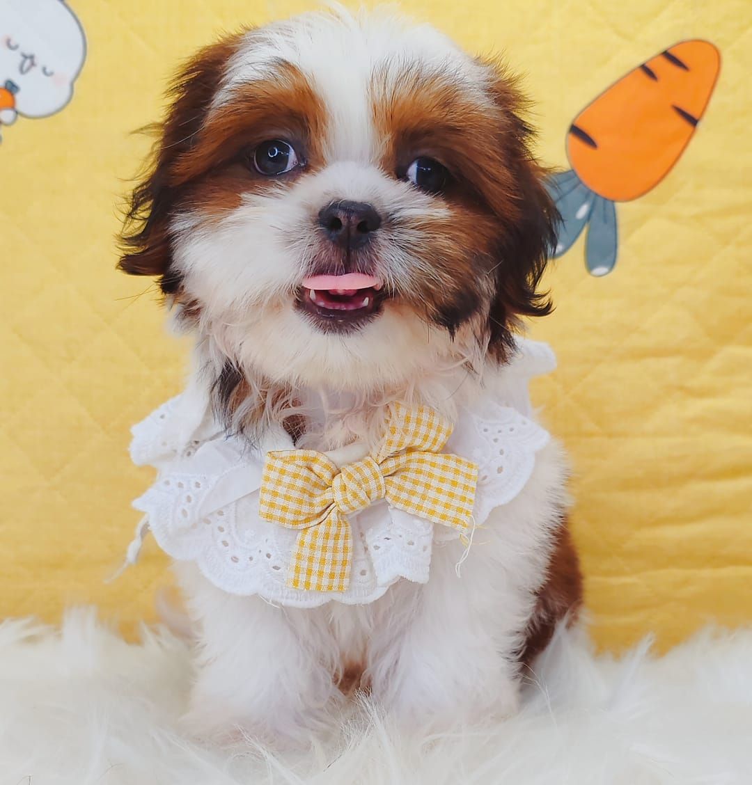 Shih Tzu 西施
