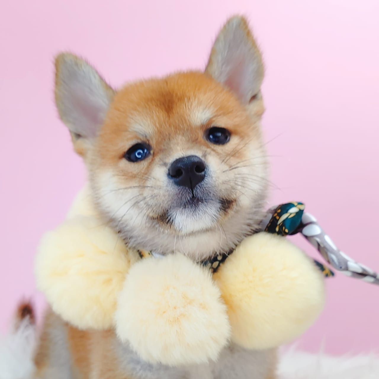 Shiba Inu 柴犬