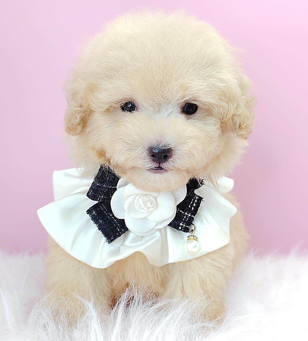 Poodle 娉拌开璐靛