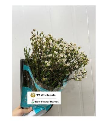 Buy Fresh Cut Wax Flower | Bulk Waxflower Greenery