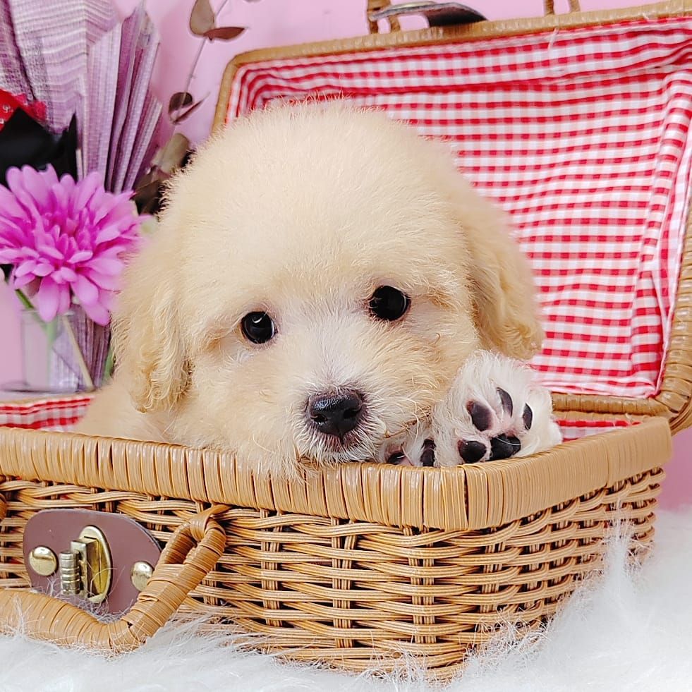 Poodle 娉拌开璐靛