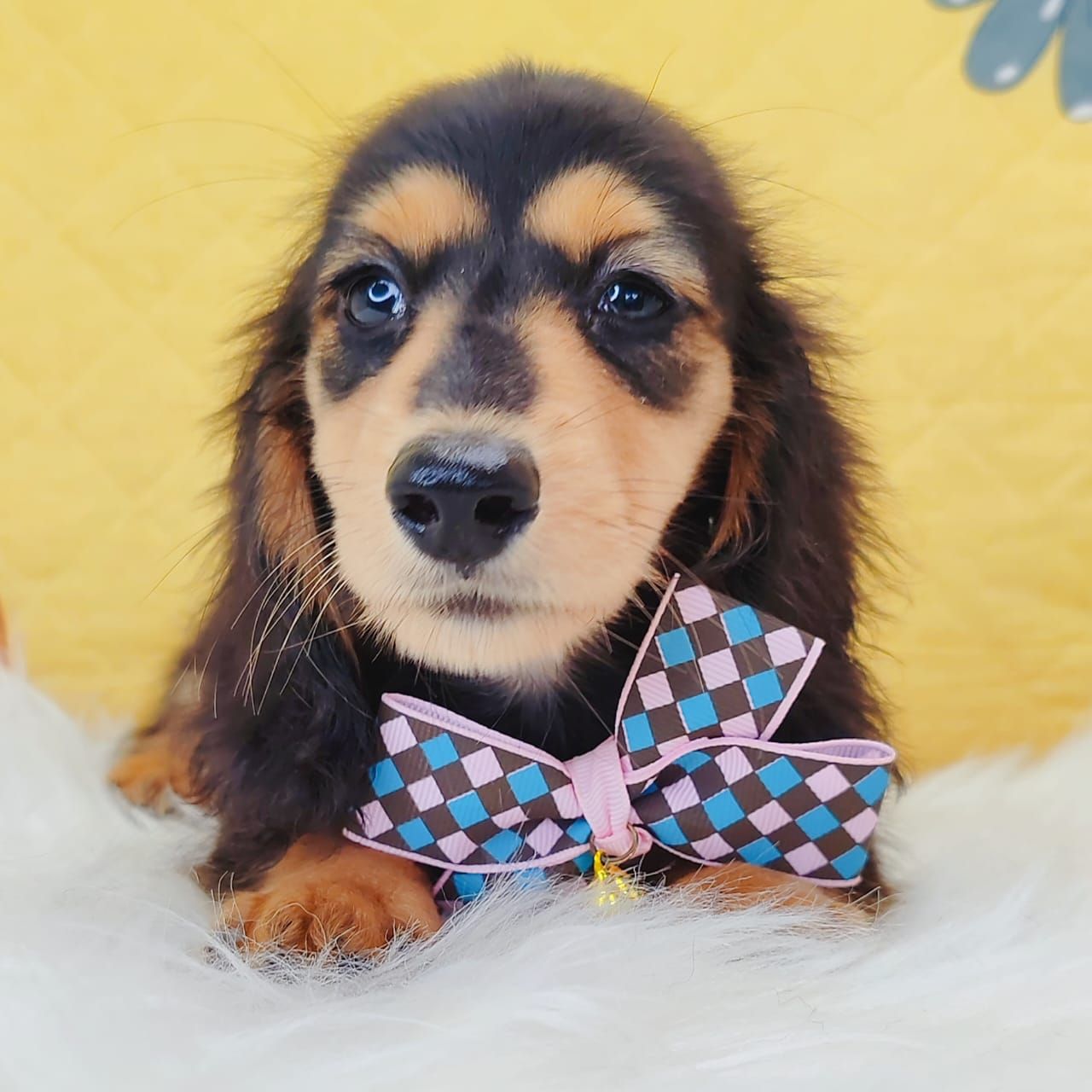 Dachshund 腊肠狗