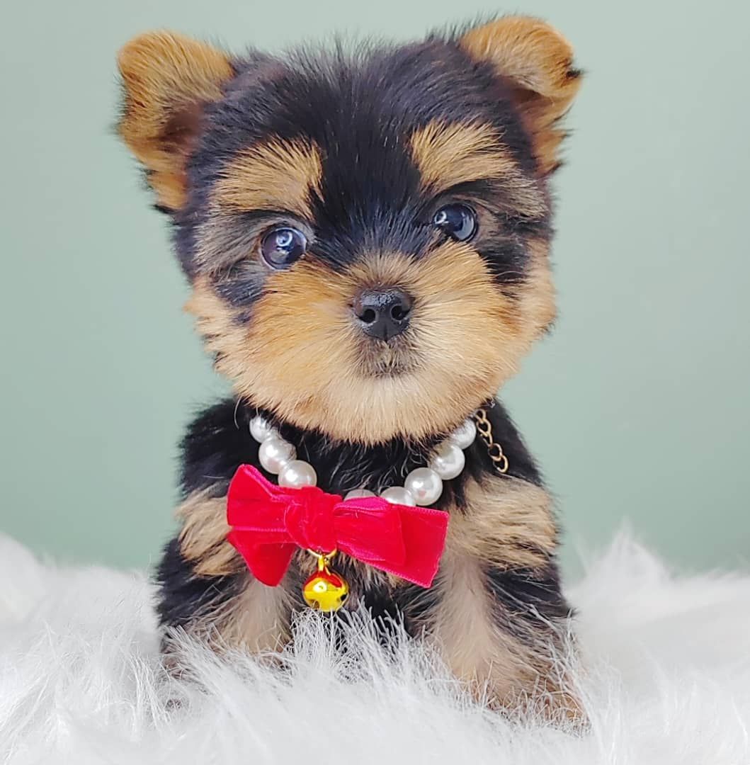 Yorkshire Terrier 约克夏