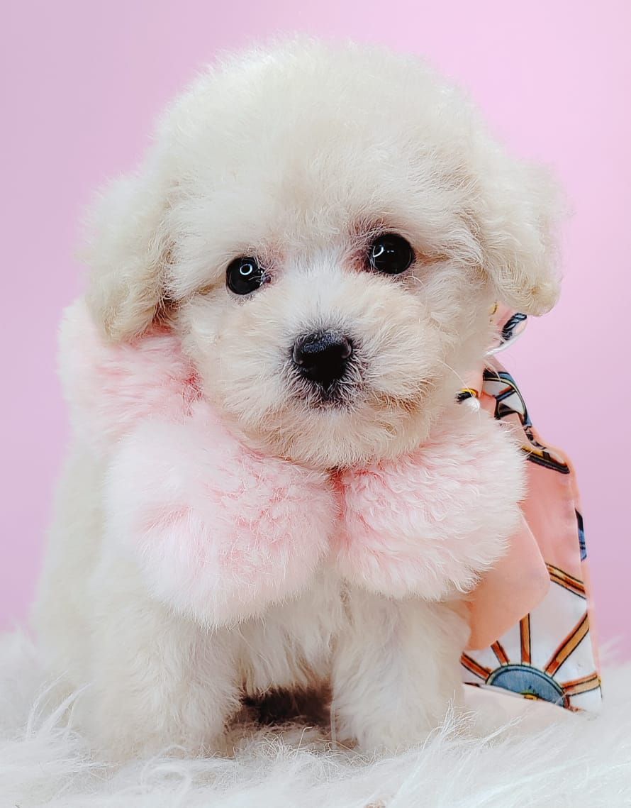 Poodle 璐靛娉拌开