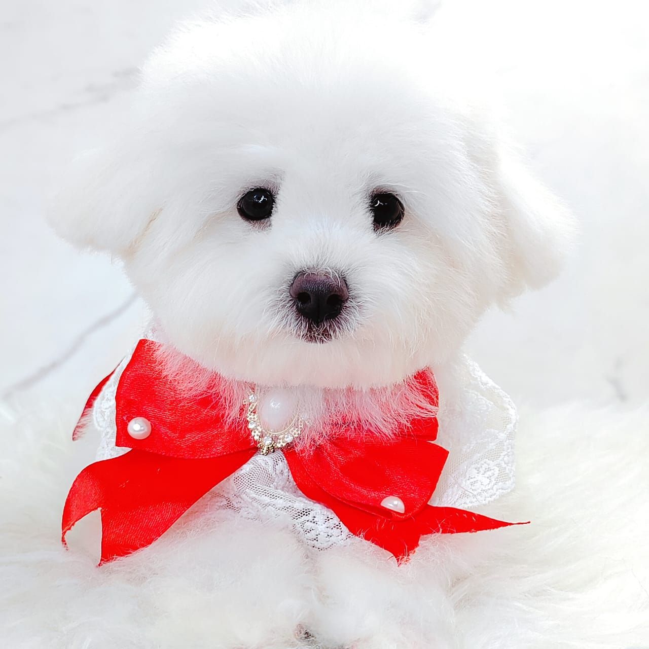Maltipoo 马尔泰迪