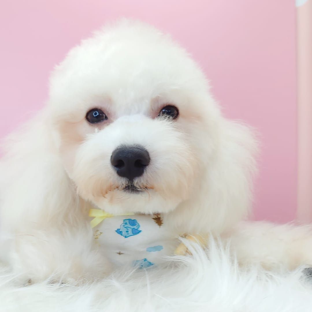 Maltipoo 马尔泰迪