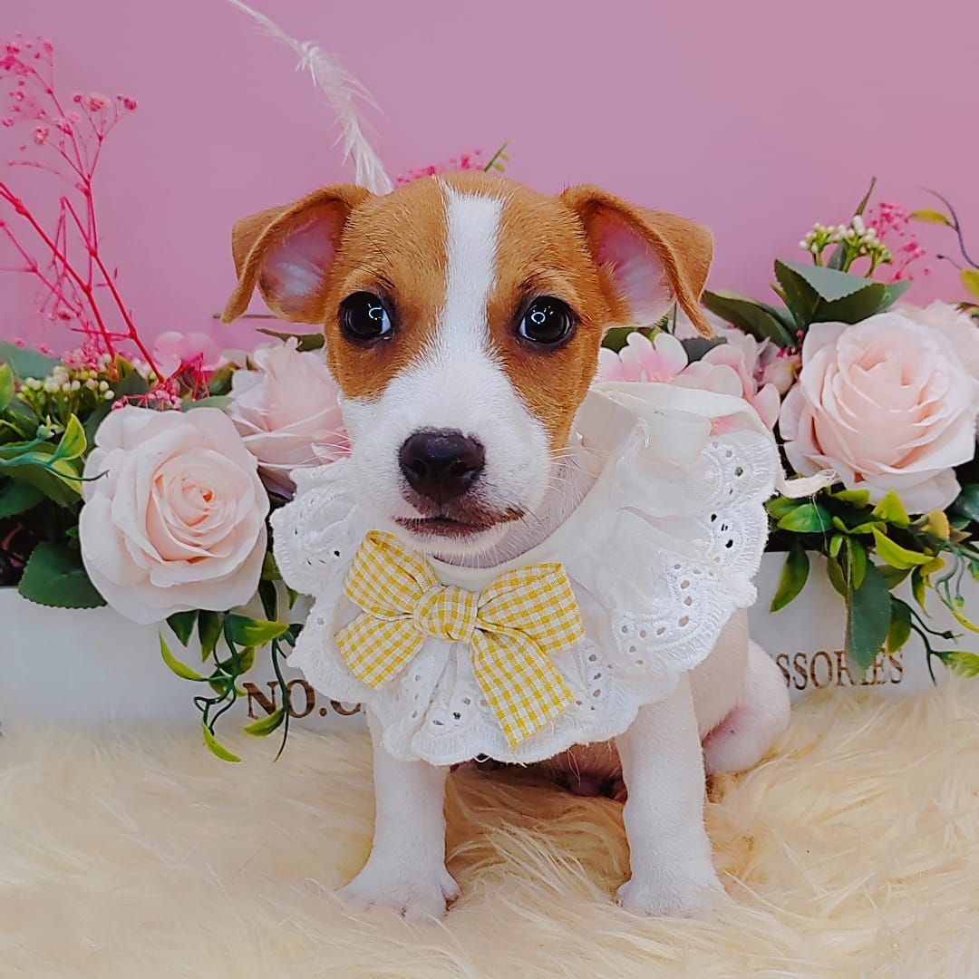 Jack Russell Terrier 杰克罗素梗