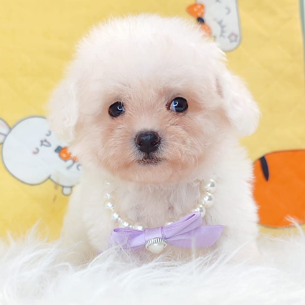 Bichon 比熊