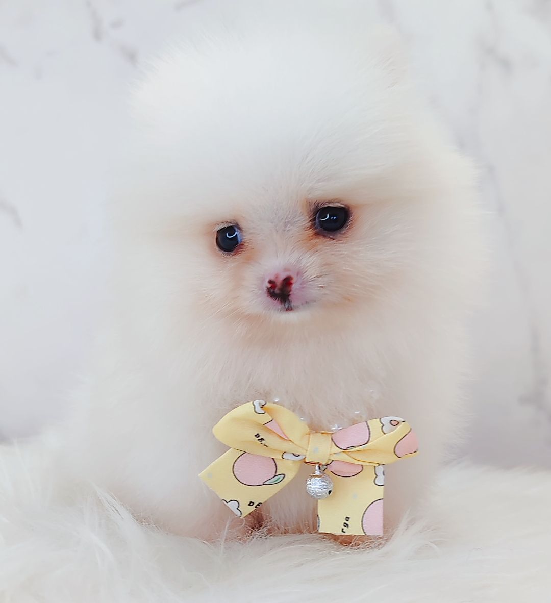 Pomeranian 博美