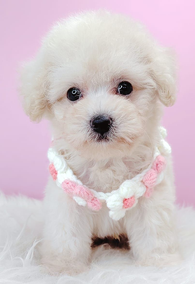 Poodle 璐靛娉拌开