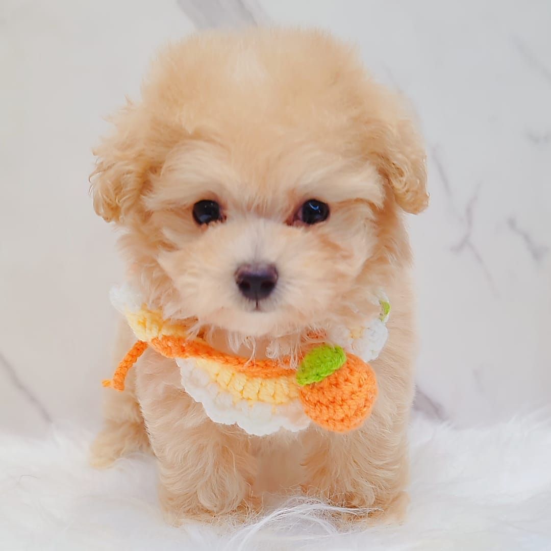 Maltipoo 马尔泰迪