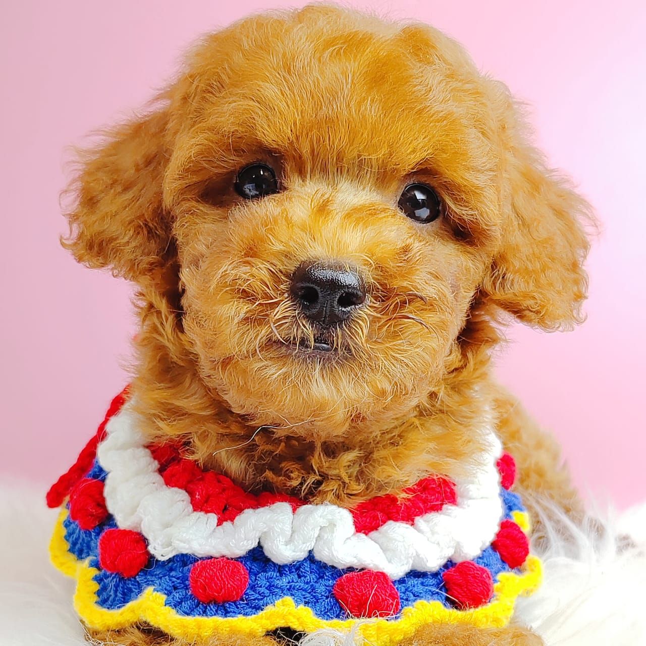 Poodle 娉拌开璐靛