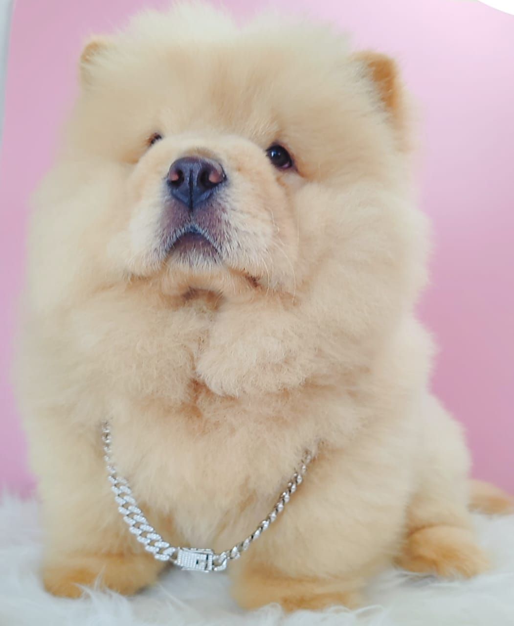 Chow Chow 松狮犬