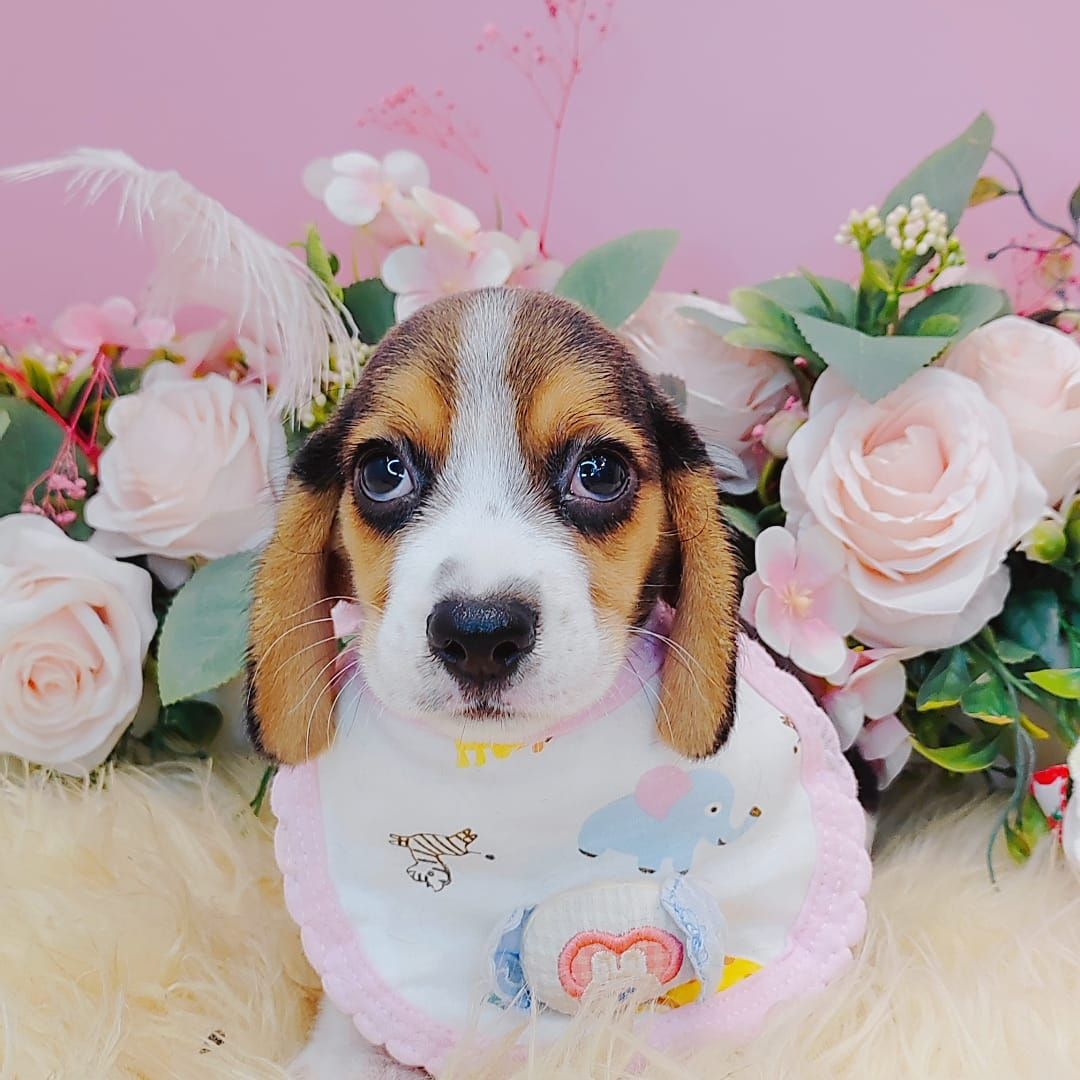  Beagle 米格鲁