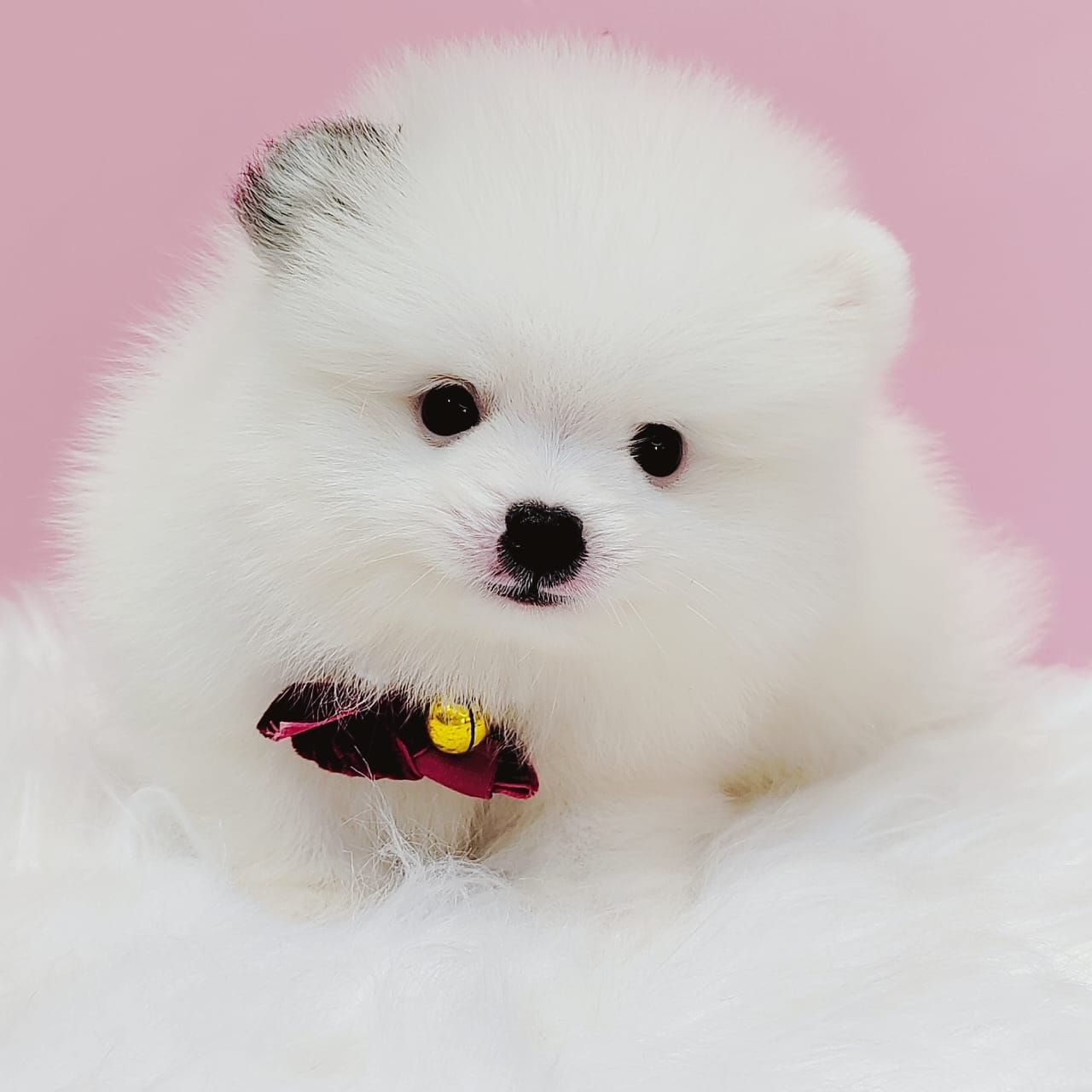 Pomeranian 博美