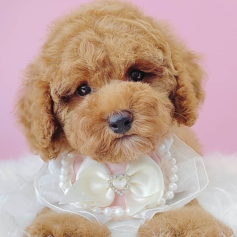 Poodle 娉拌开璐靛