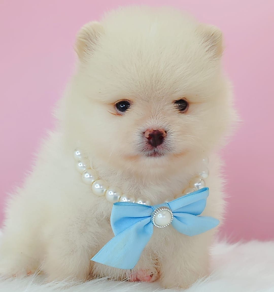 Pomeranian 博美