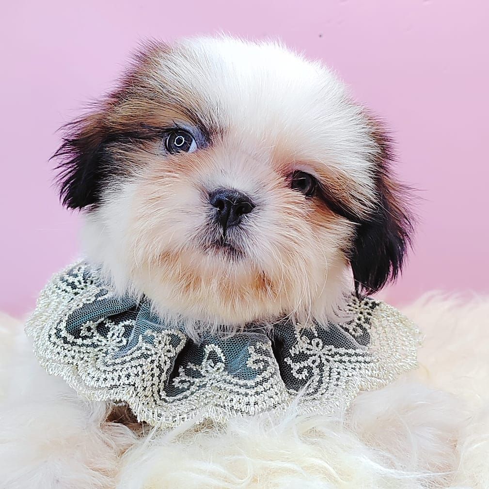 Shih Tzu 西施