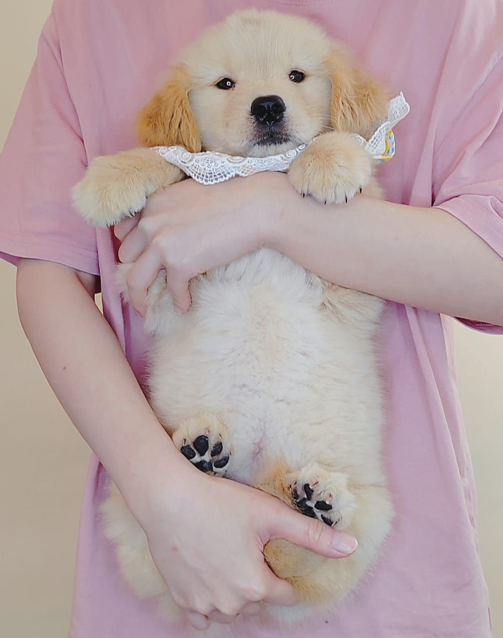 Golden Retriever 黄金猎犬