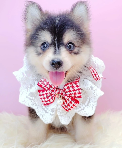 Pomsky ʿ - FURGATHER DESTINY PET HOUSE