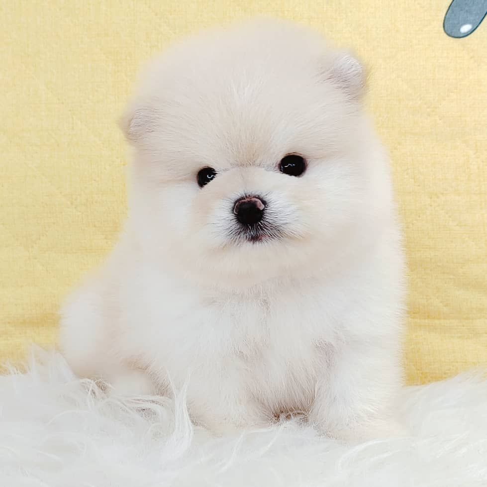 Pomeranian 博美