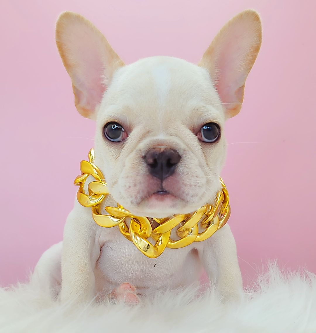 French Bulldog 法斗