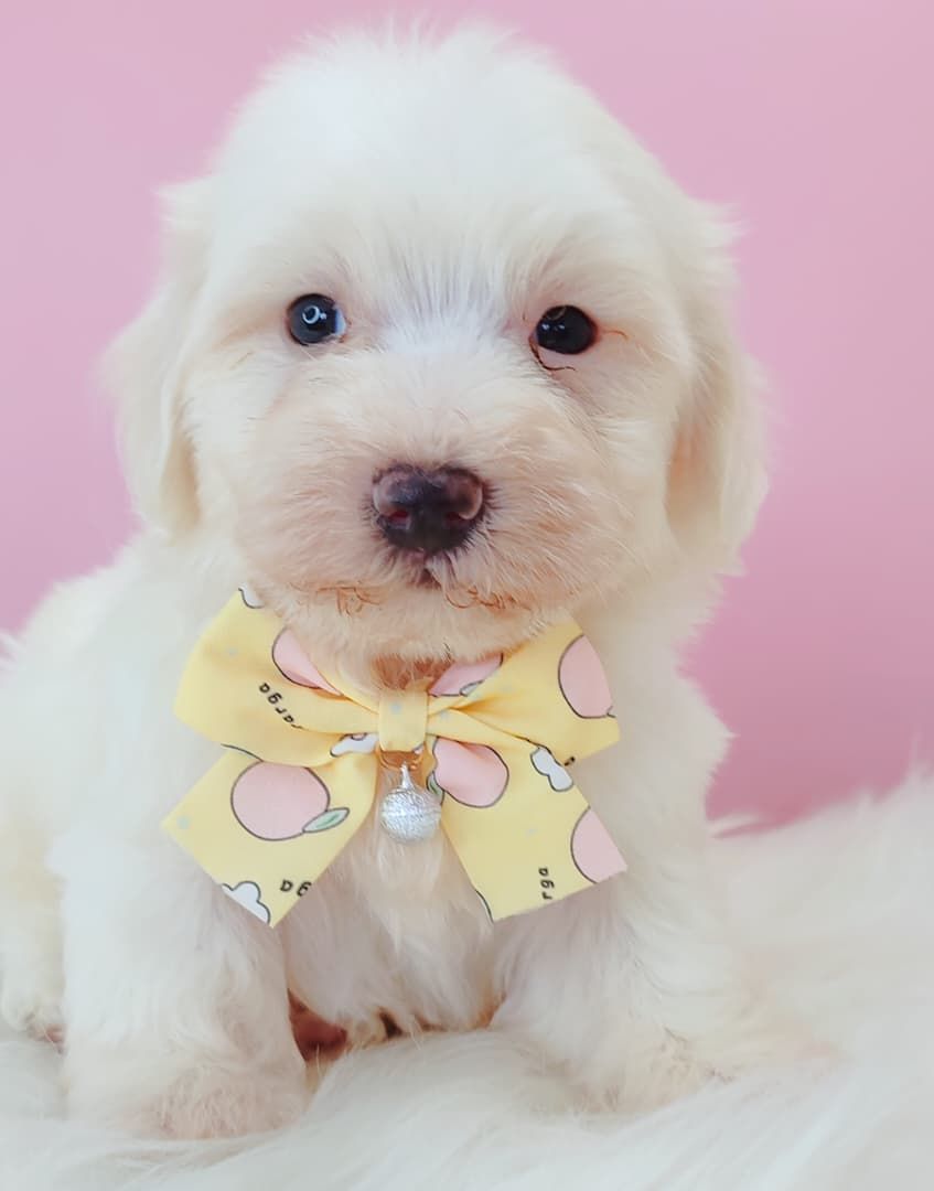 Maltipoo 马尔泰迪