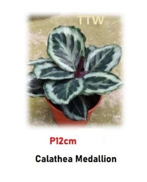 Buy Calathea Medallion | Live Prayer Plant with Round Leaves (P12cm)