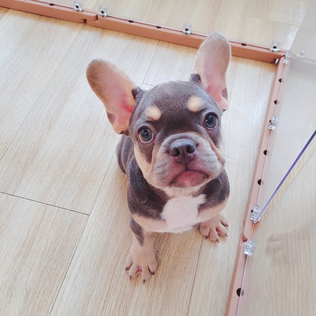 French Bulldog 法斗