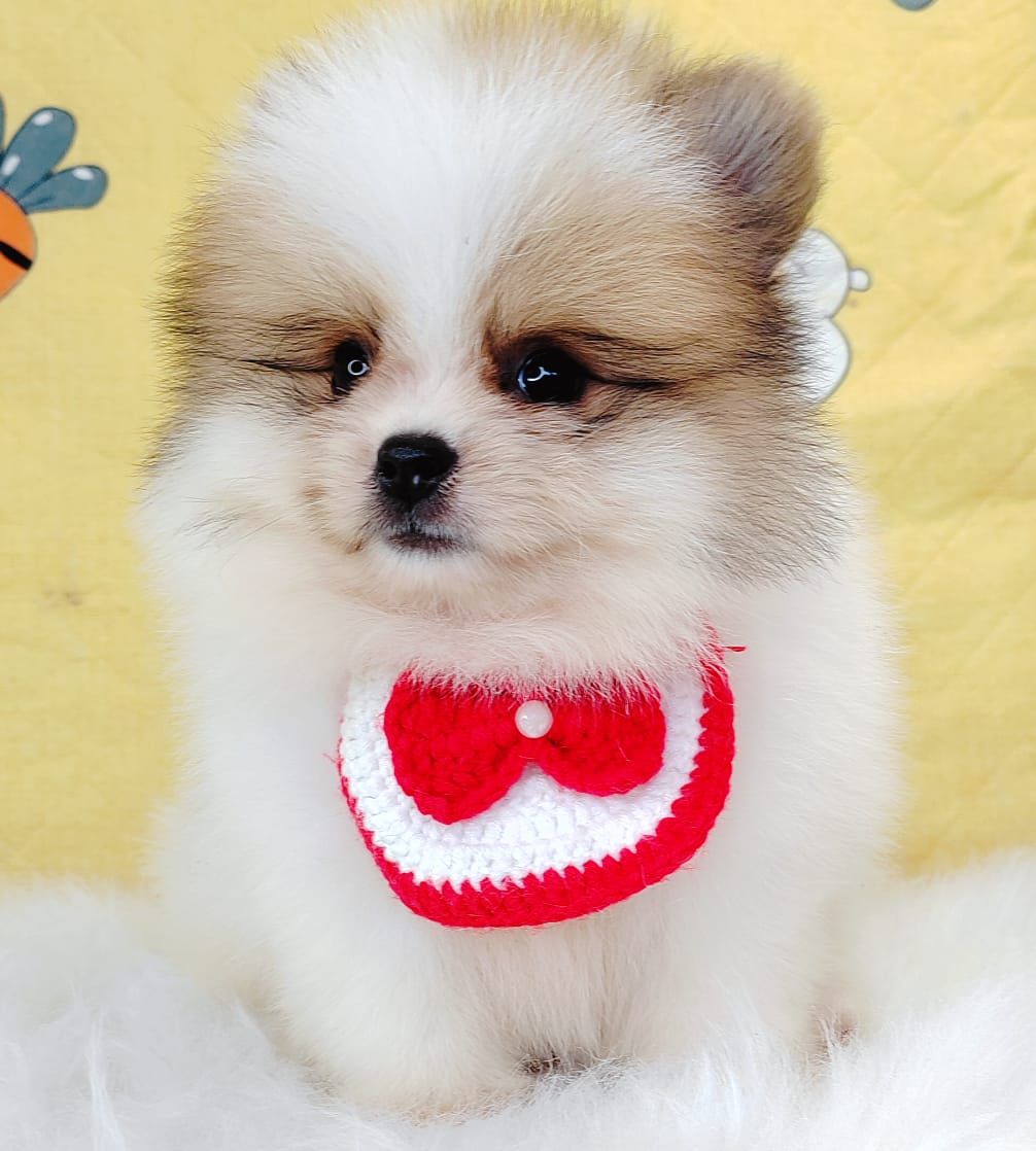 Pomeranian 博美
