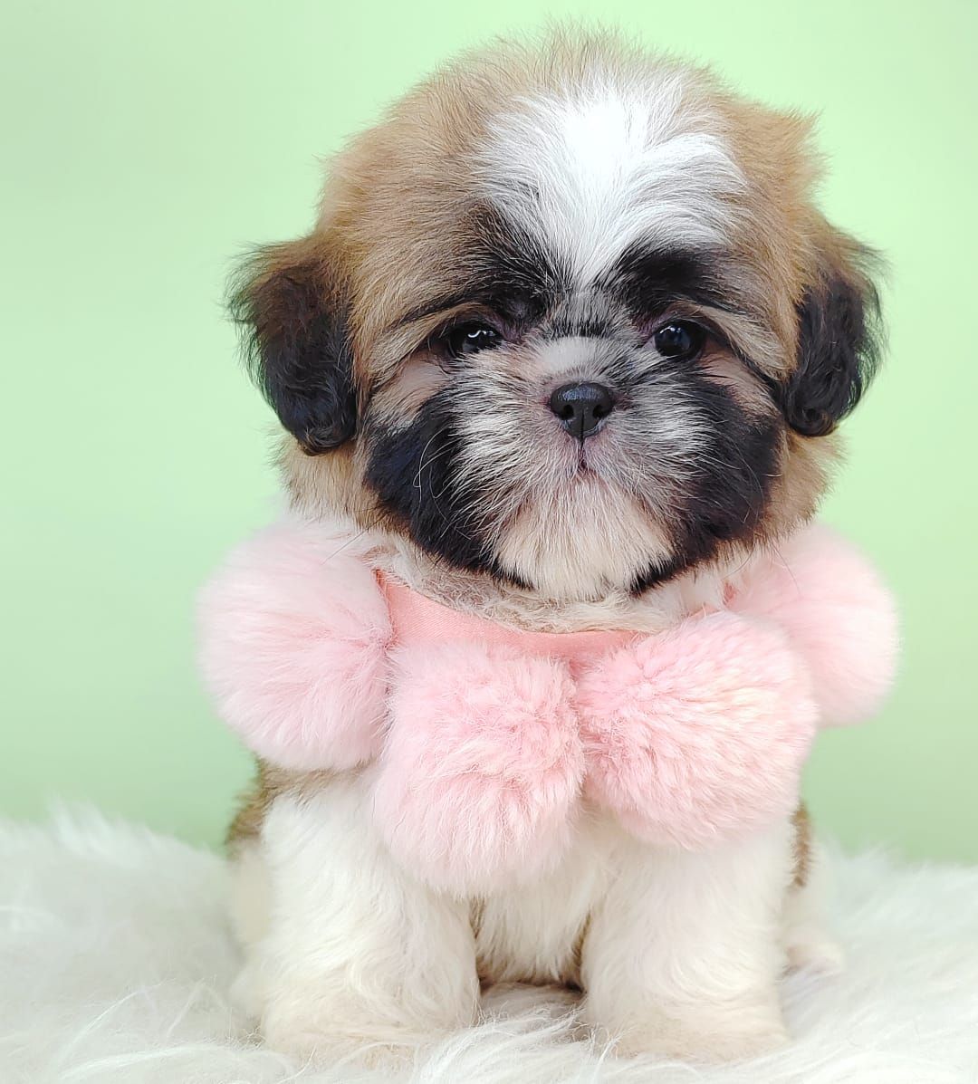 Shih Tzu 西斯