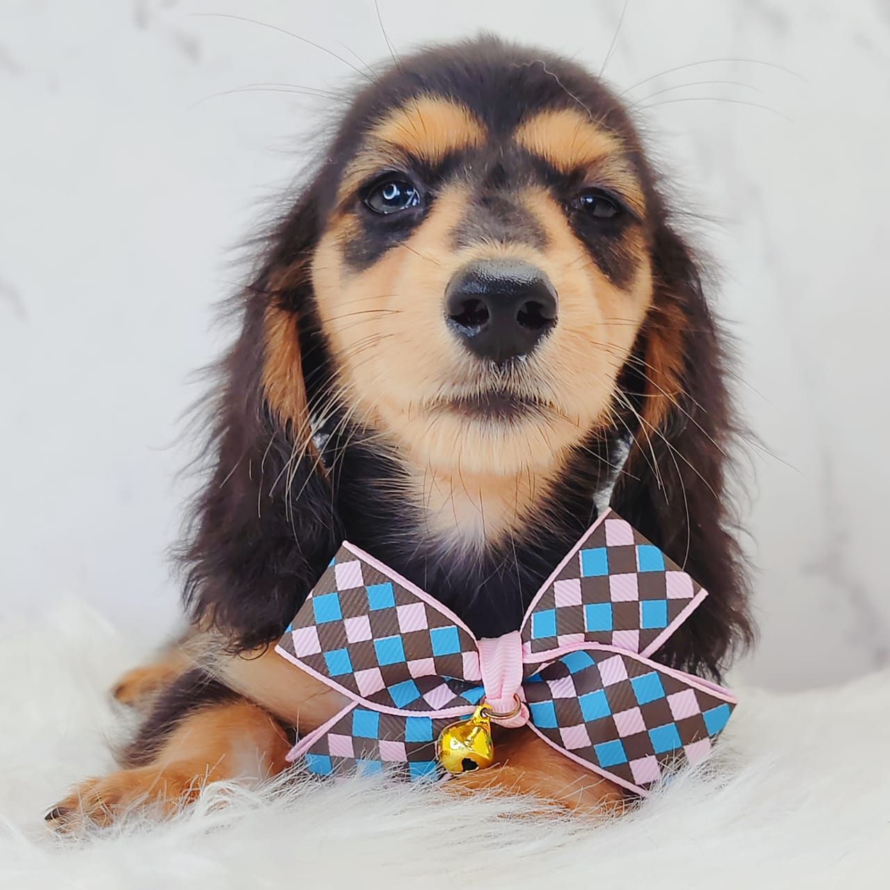 Dachshund 腊肠狗