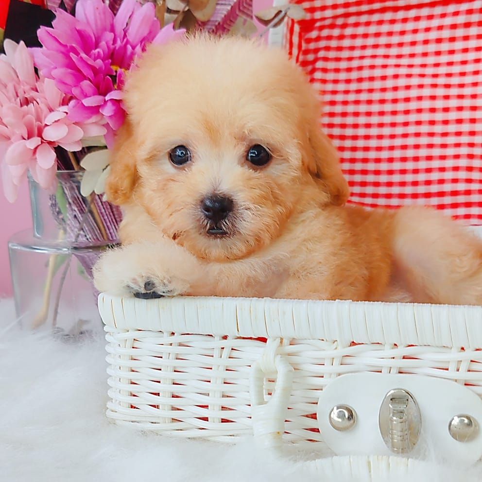 Poodle 娉拌开璐靛