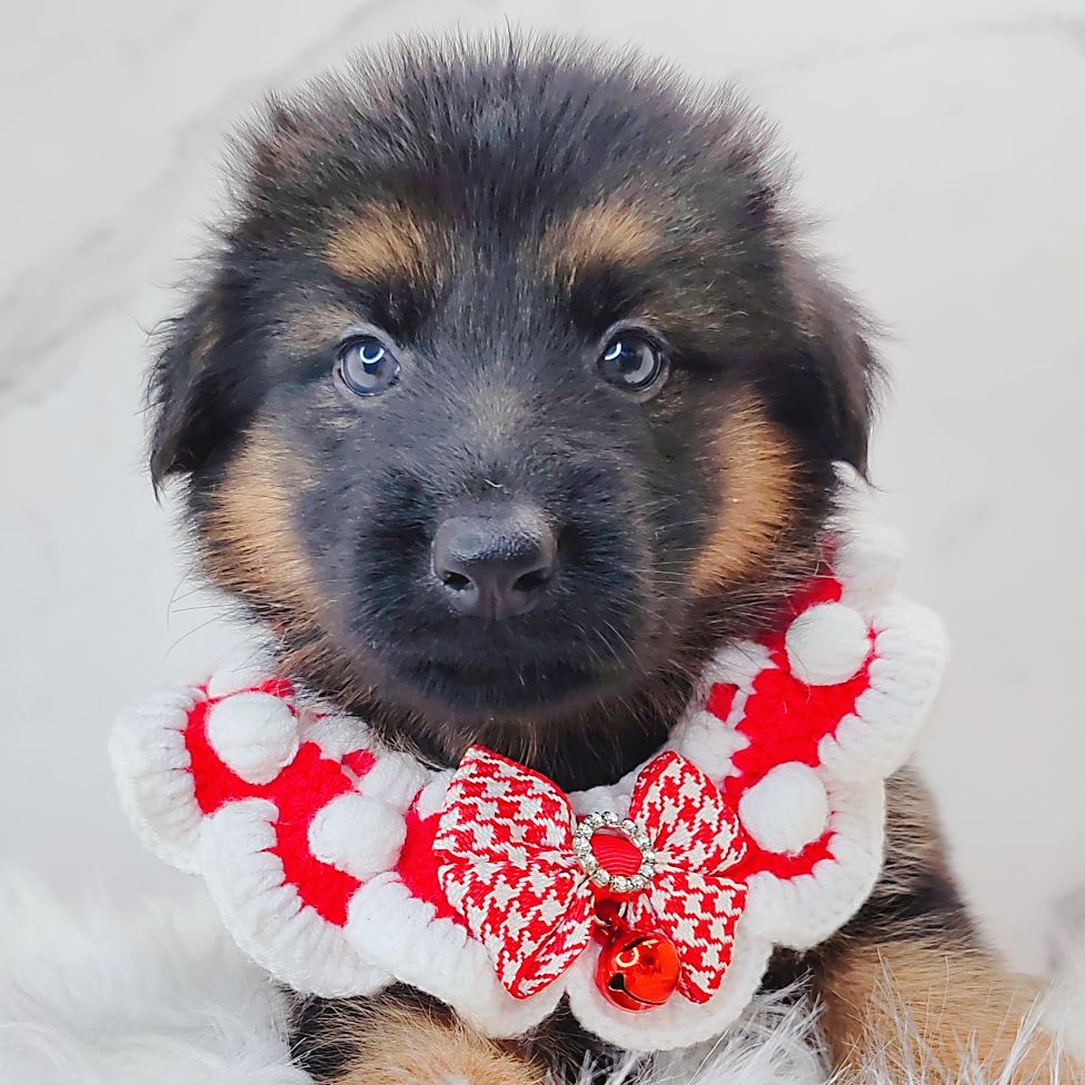 German Shepherd 德国牧羊犬