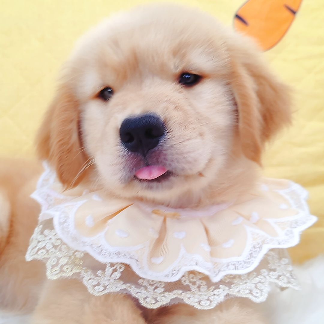 Golden Retriever 黄金猎犬