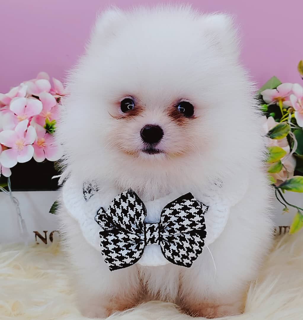 Pomeranian 博美