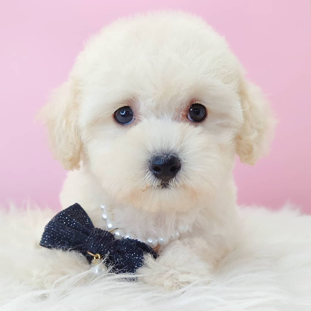 Poodle 娉拌开璐靛