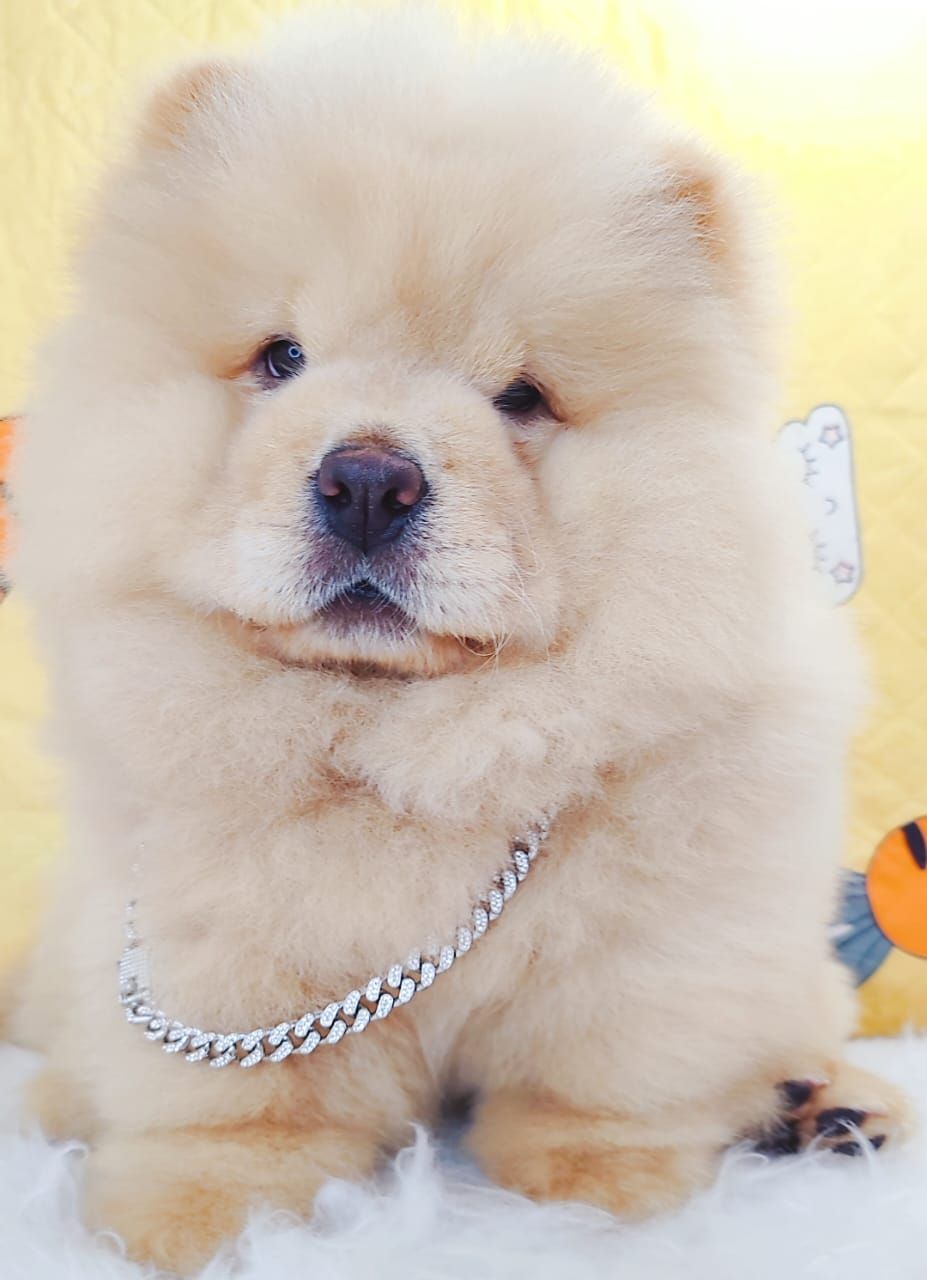 Chow Chow 松狮犬