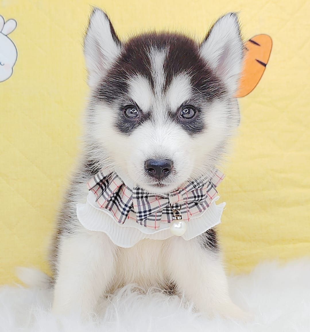 Siberian Husky 西伯利亚哈士奇