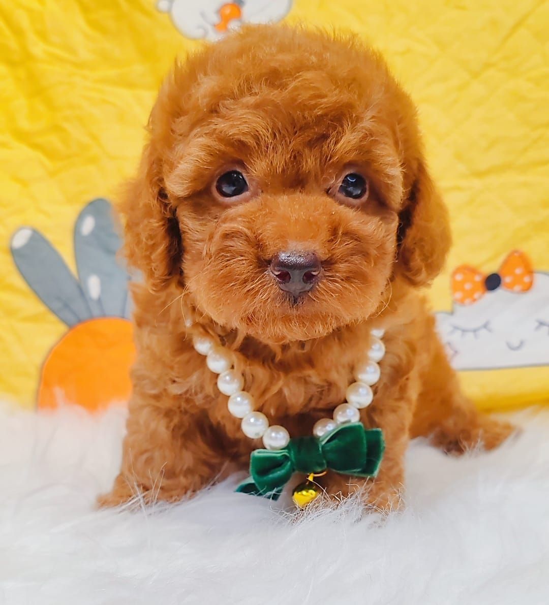 Poodle 娉拌开璐靛