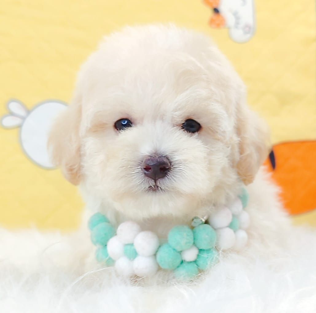 Maltipoo 马尔泰迪