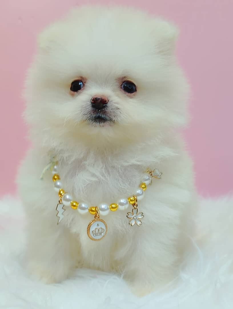 Pomeranian 博美