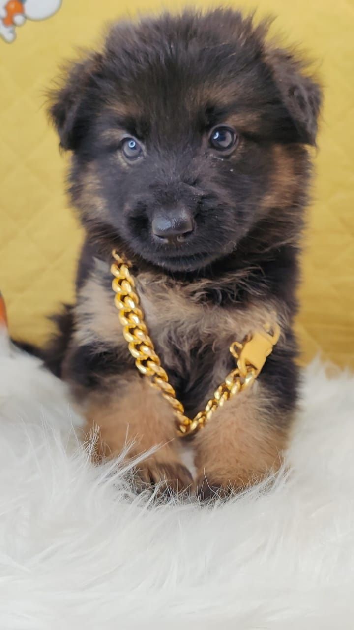 German Shepherd 德国牧羊犬